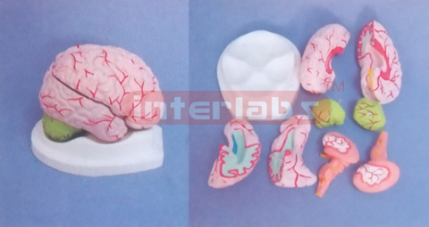 BRIGHT PINKISH BRAIN, WITH ARTERIES, (8 PCS ) NATURAL,ON BASE